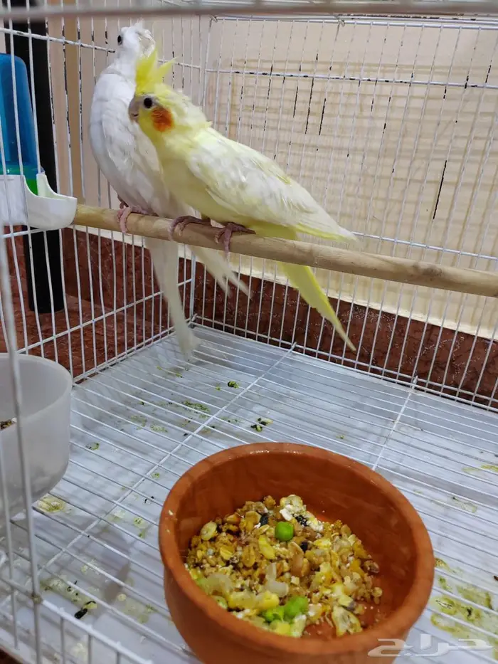 زوج كروان 2