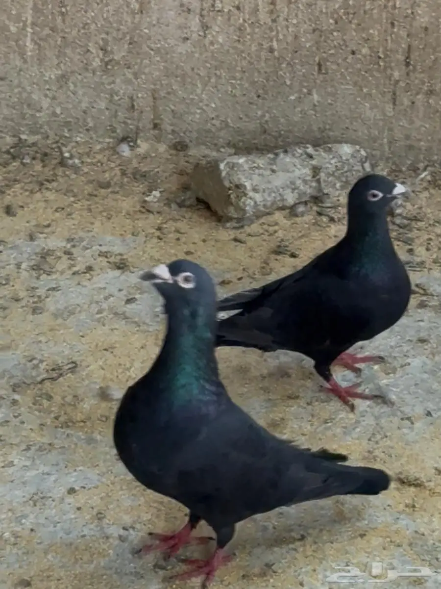 حظيرة حمام زاجل اسود للبيع 1