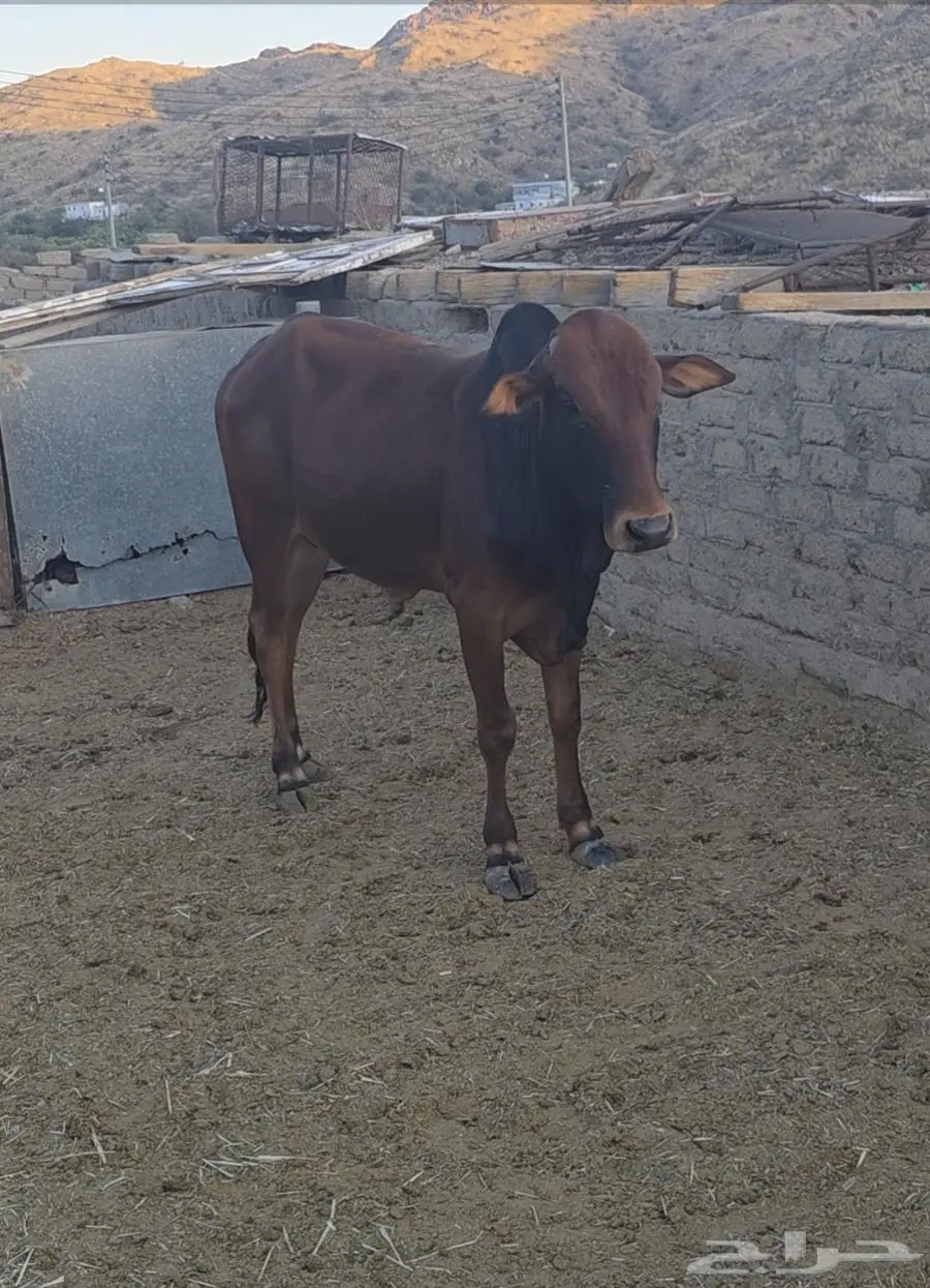 عجول حسلان بلدي من انتاج حلالنا 1