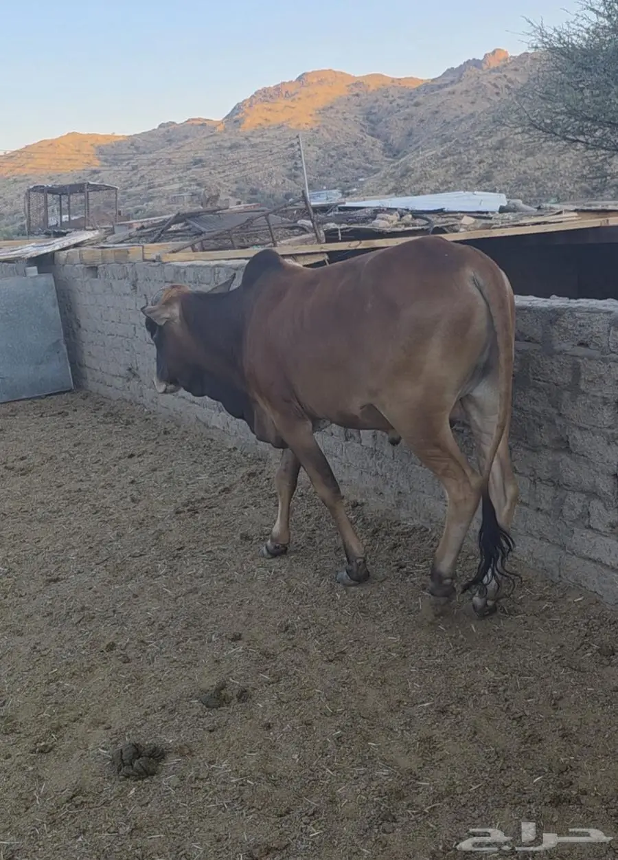 عجول حسلان بلدي من انتاج حلالنا 0