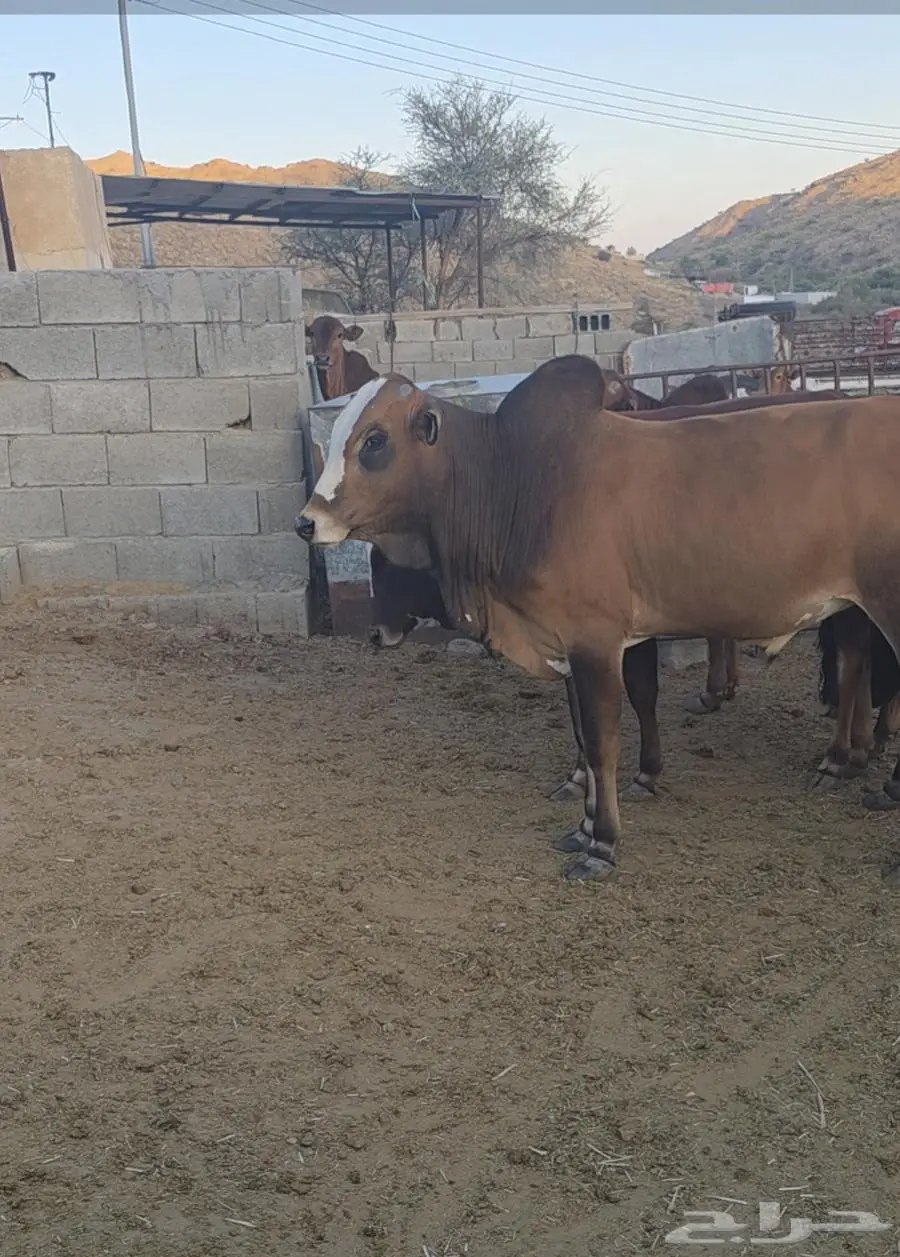 عجول حسلان بلدي من انتاج حلالنا 3