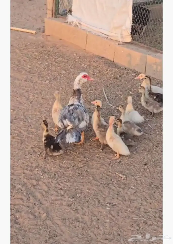 بط بح مصري مسكوفي 0