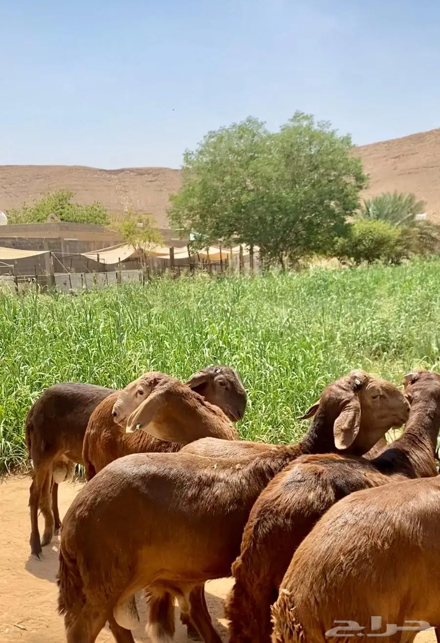 سواكن حمري مرابي أوزان وشحم. 4