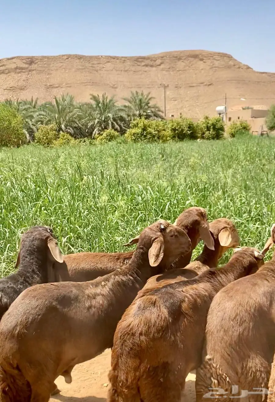 سواكن حمري مرابي أوزان وشحم. 5