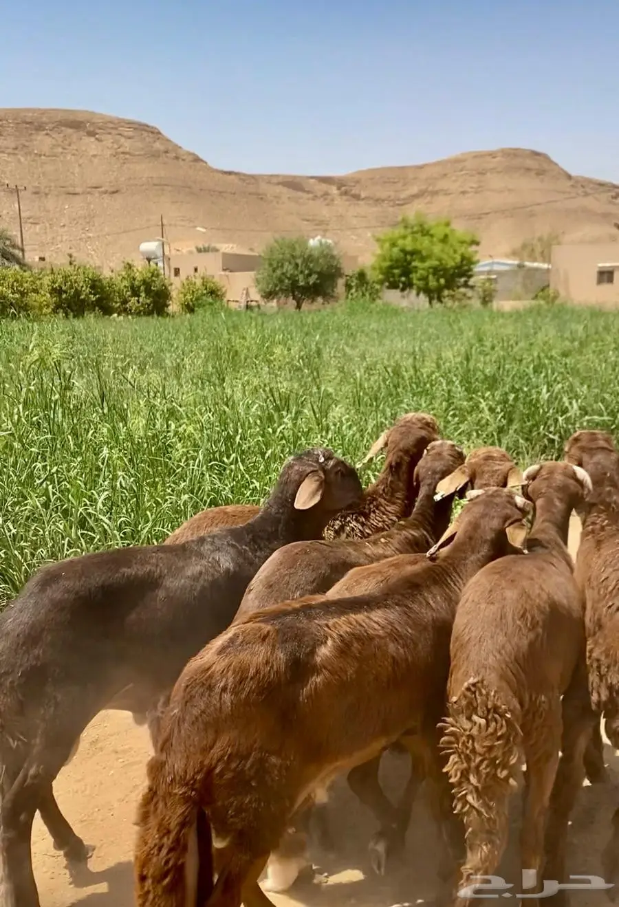 سواكن حمري مرابي أوزان وشحم. 0