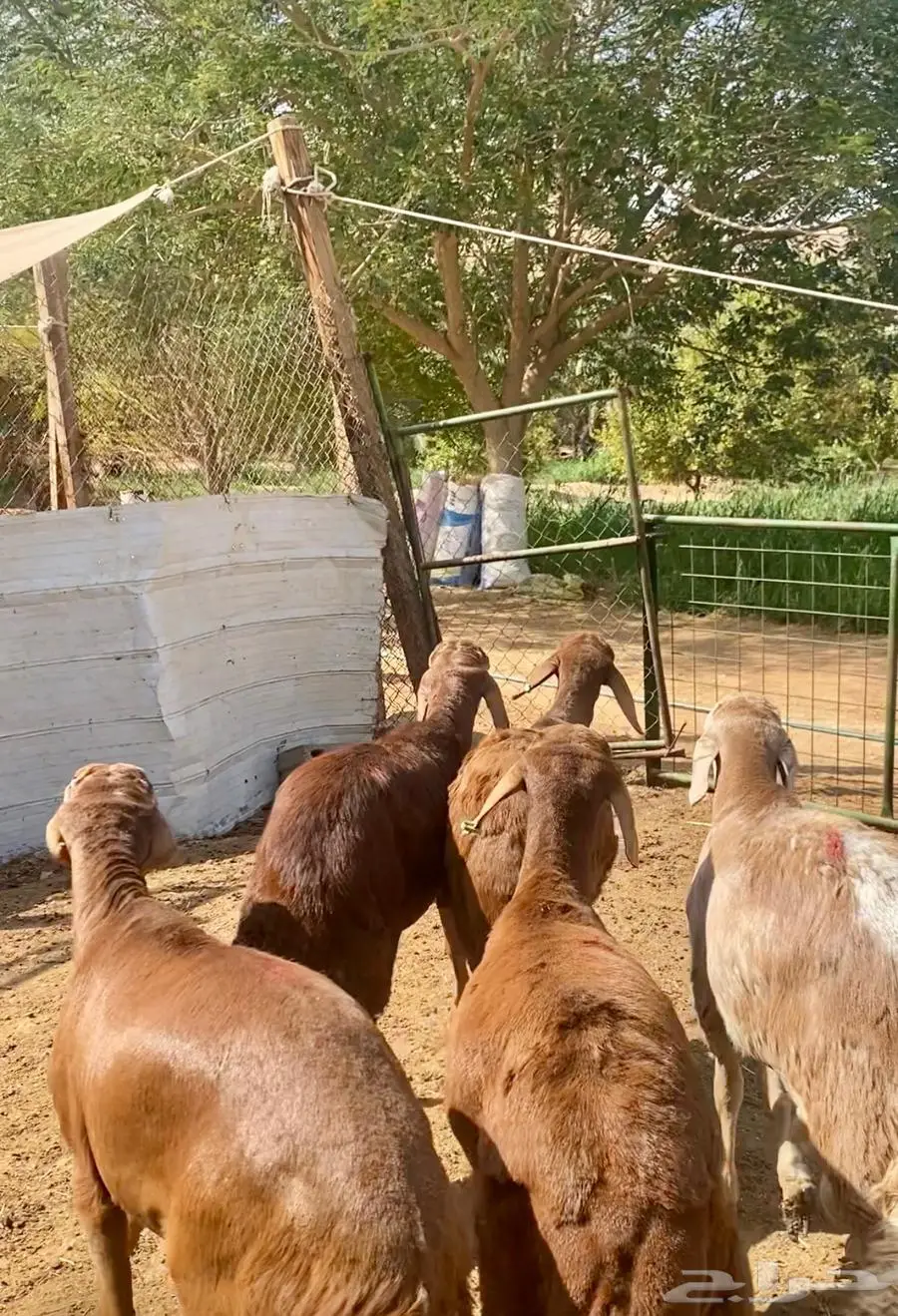 سواكن حمري مرابي أوزان وشحم. 8