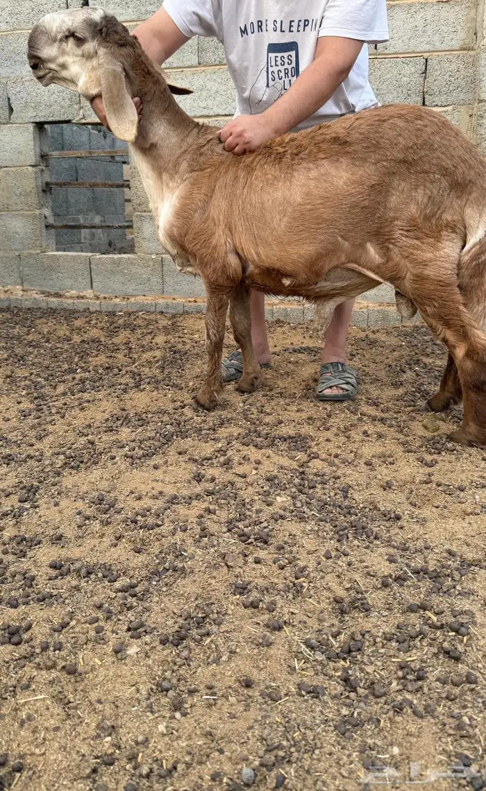مشروع فحل فاخر 1