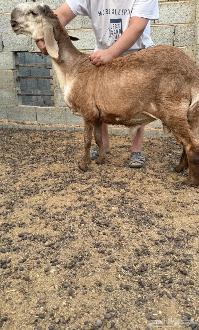 مشروع فحل فاخر 0