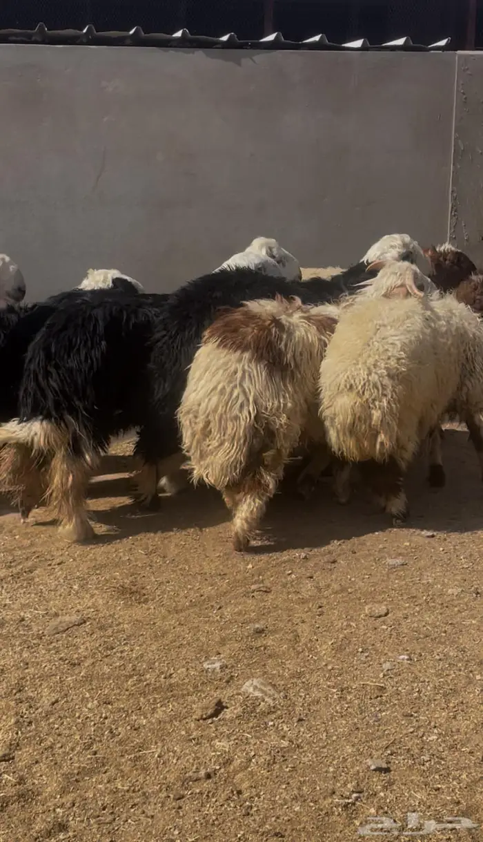 للبيع ذبايح نعيم ونجد 1