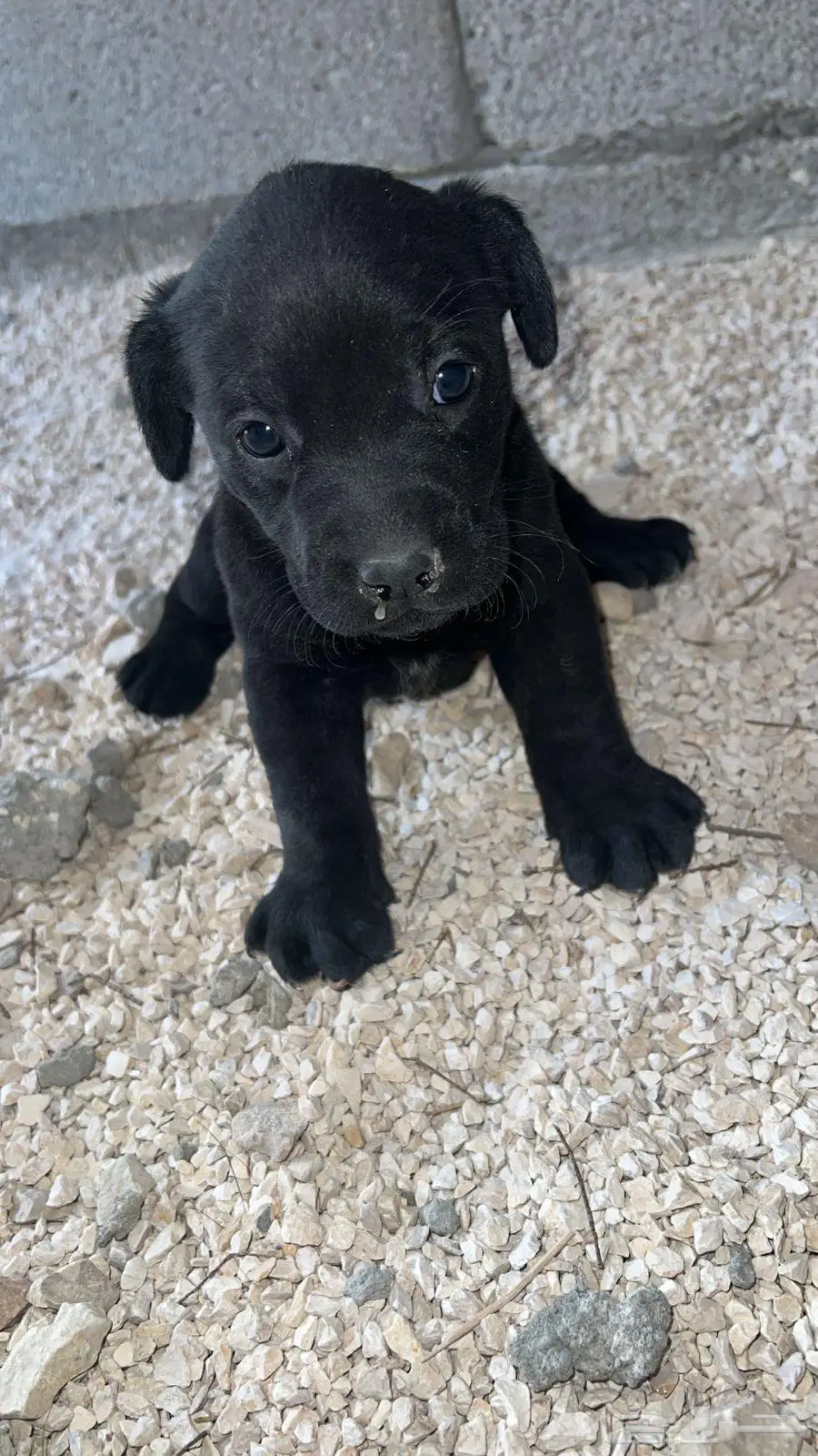 جراوه لابردور بيور Pure Labrador Dogs 0