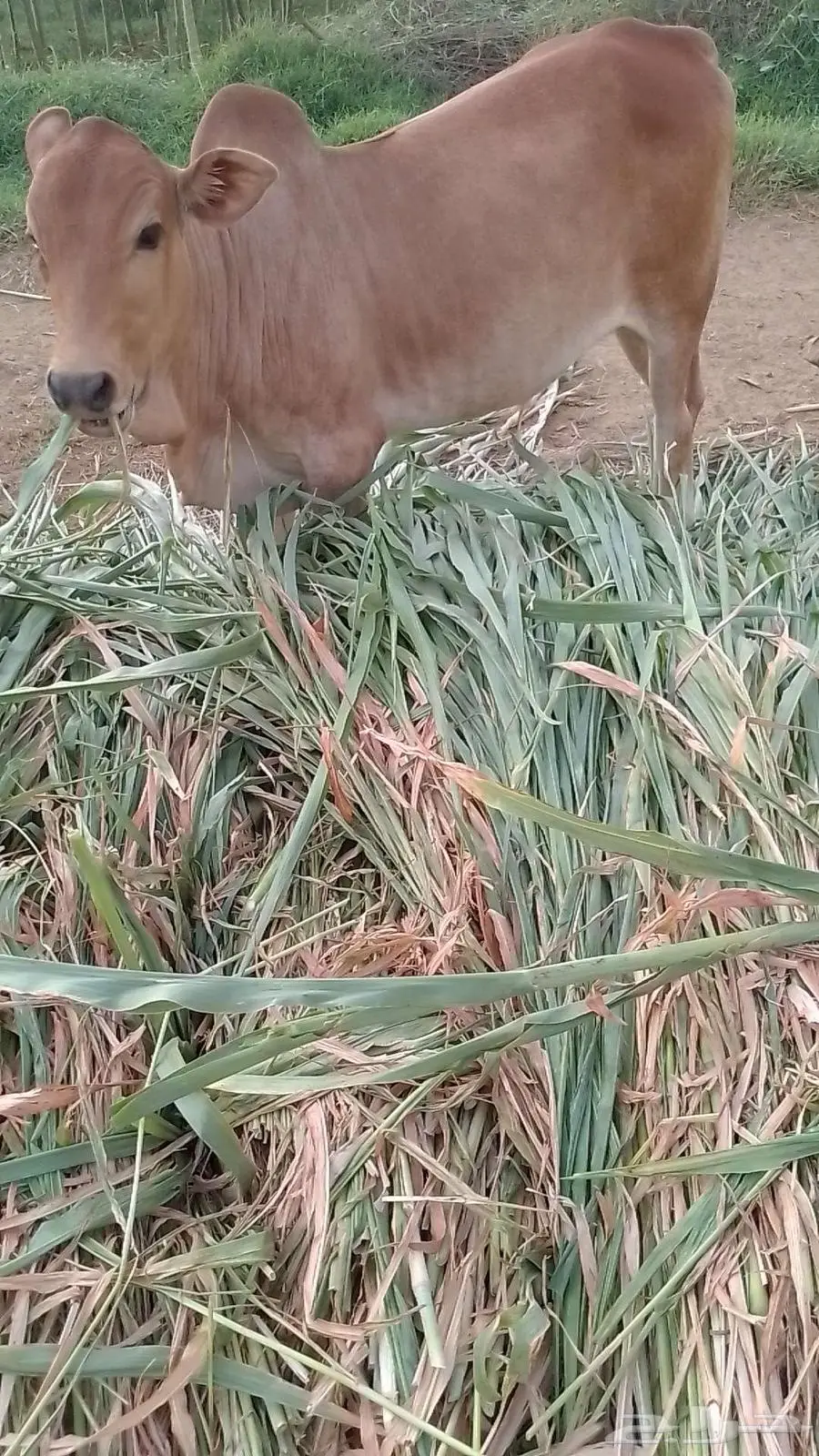 بقره بلدي فاخره هاديه 0