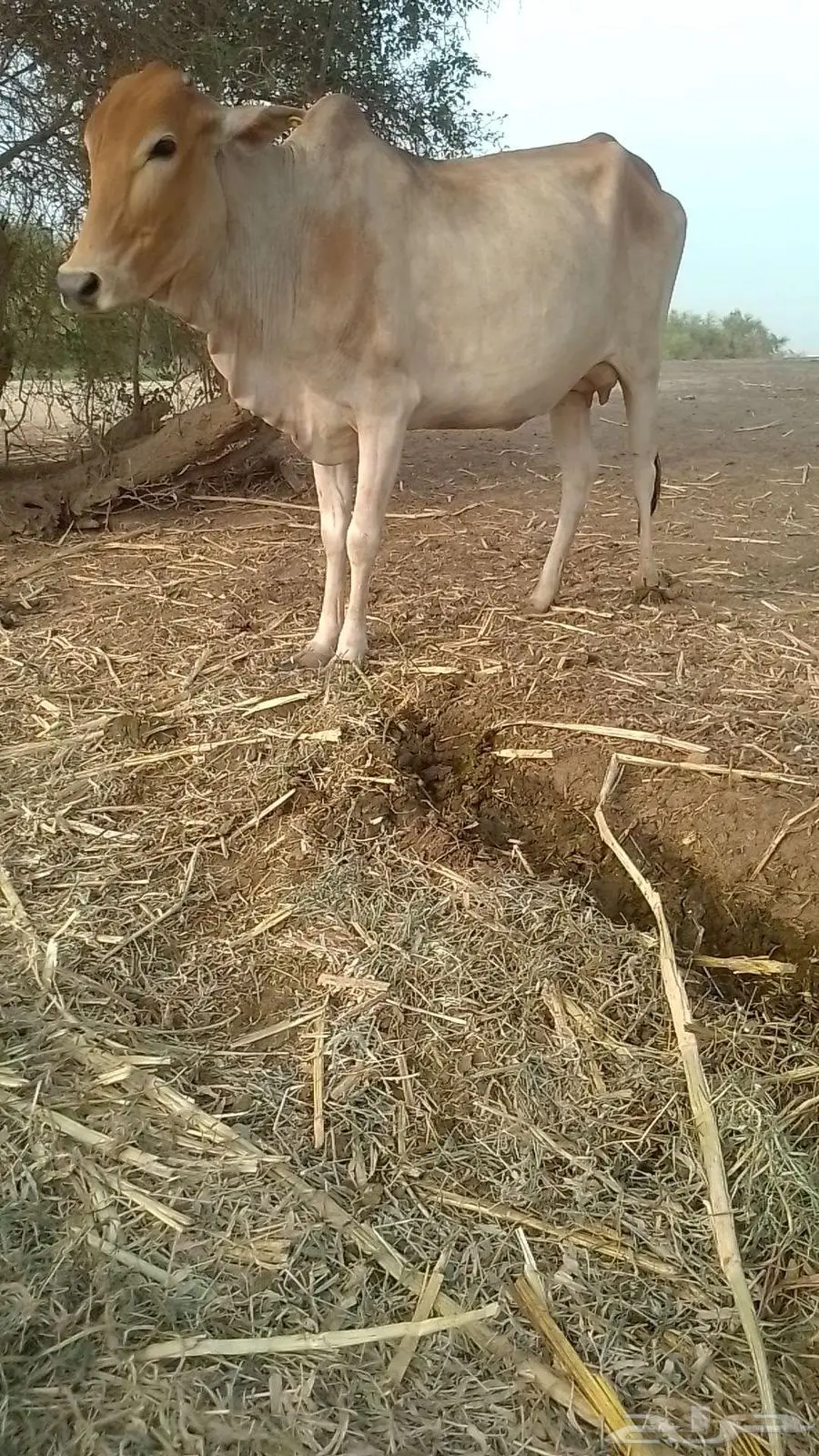 بقره بلدي فاخره هاديه 2