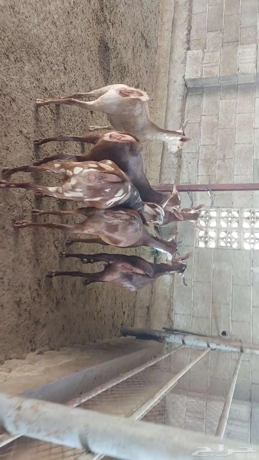 جفار ماعز دهم وبهر تأسيس مراح 7