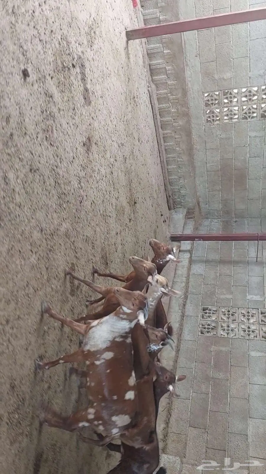 جفار ماعز دهم وبهر تأسيس مراح 6