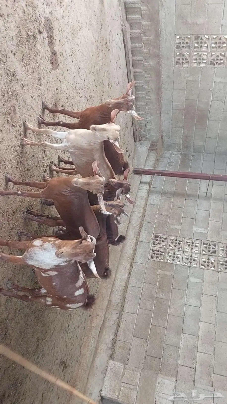 جفار ماعز دهم وبهر تأسيس مراح 3