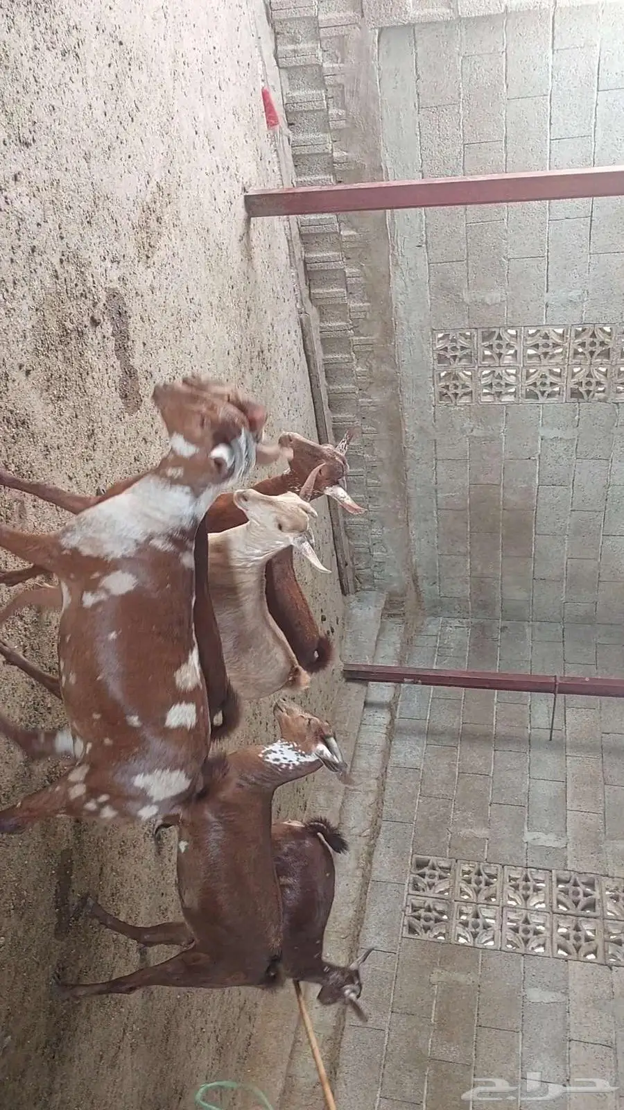 جفار ماعز دهم وبهر تأسيس مراح 1