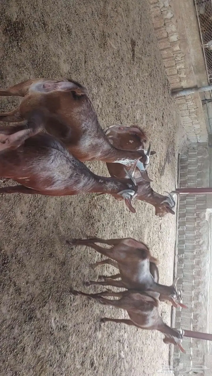 جفار ماعز دهم وبهر تأسيس مراح 2