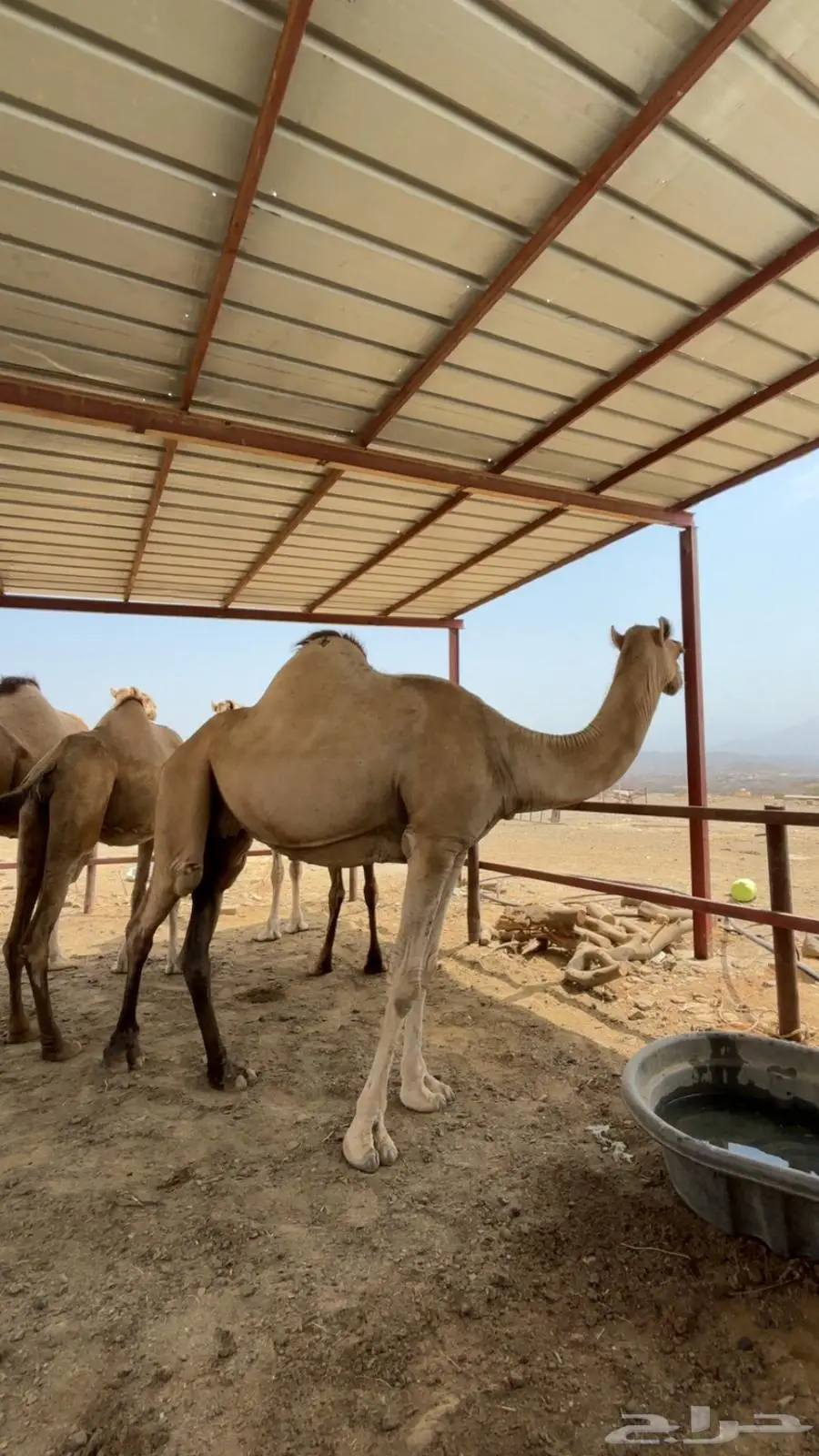 ابل اوارك للبيع جنب 13