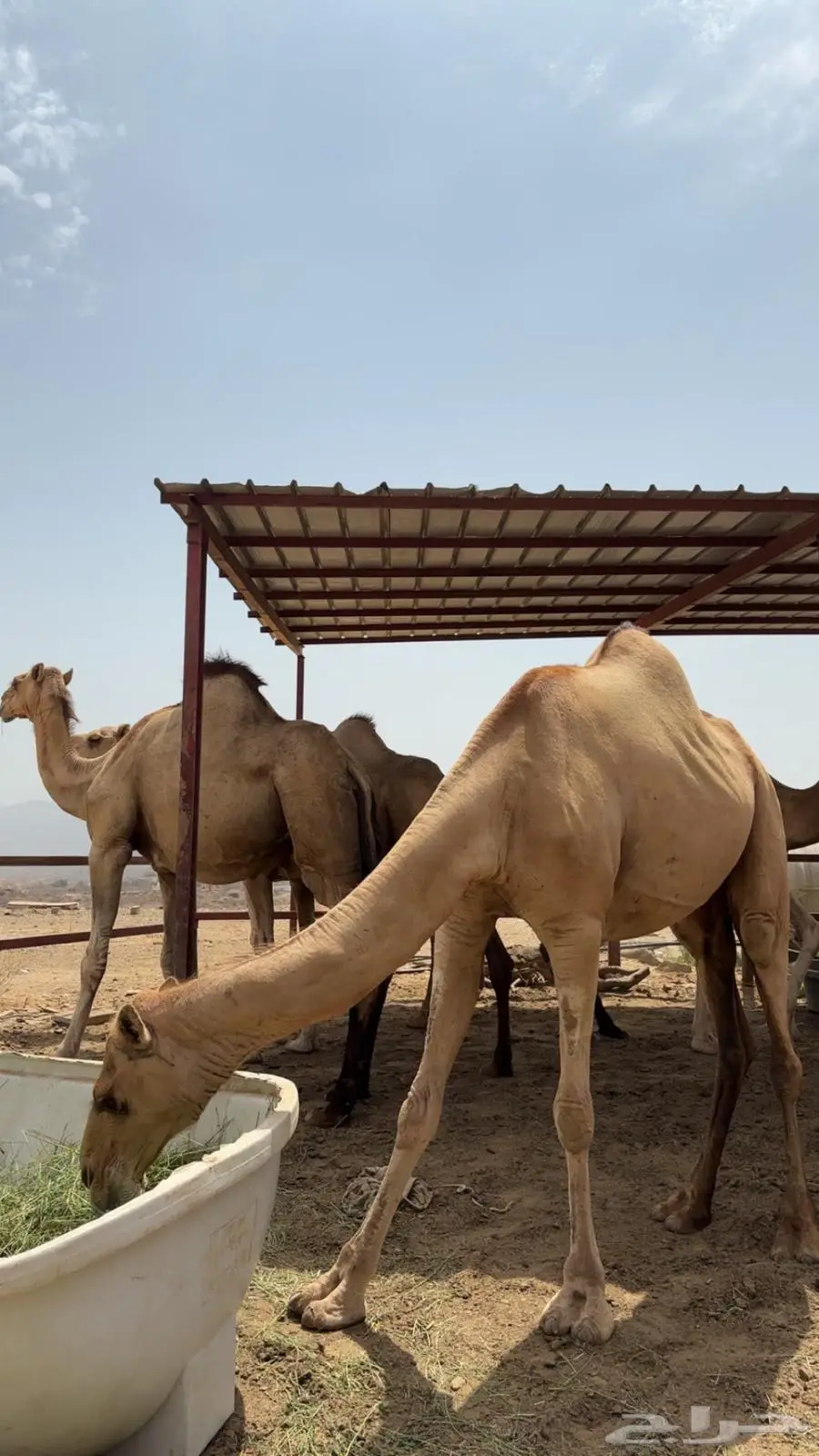 ابل اوارك للبيع جنب 14