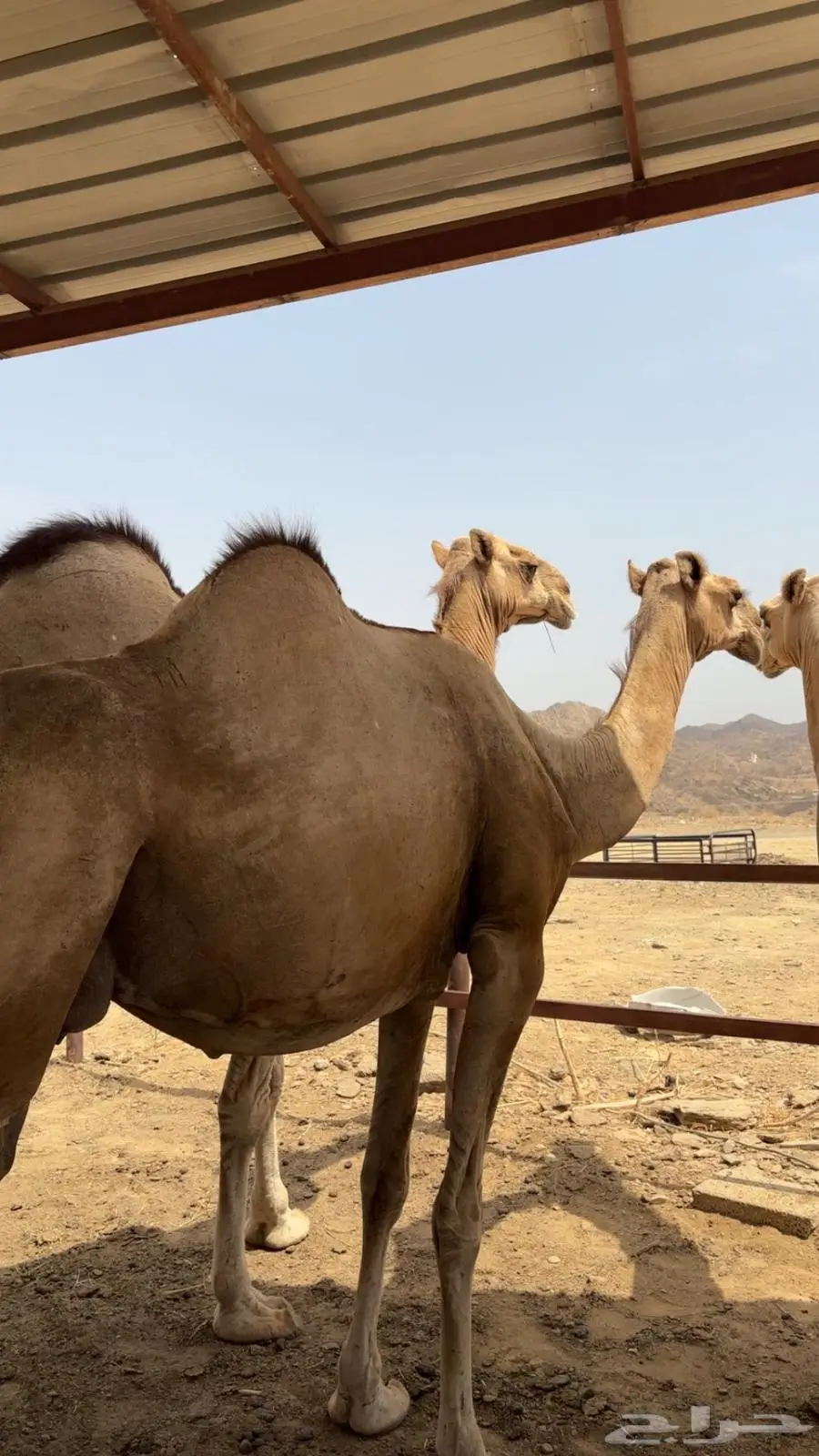 ابل اوارك للبيع جنب 12