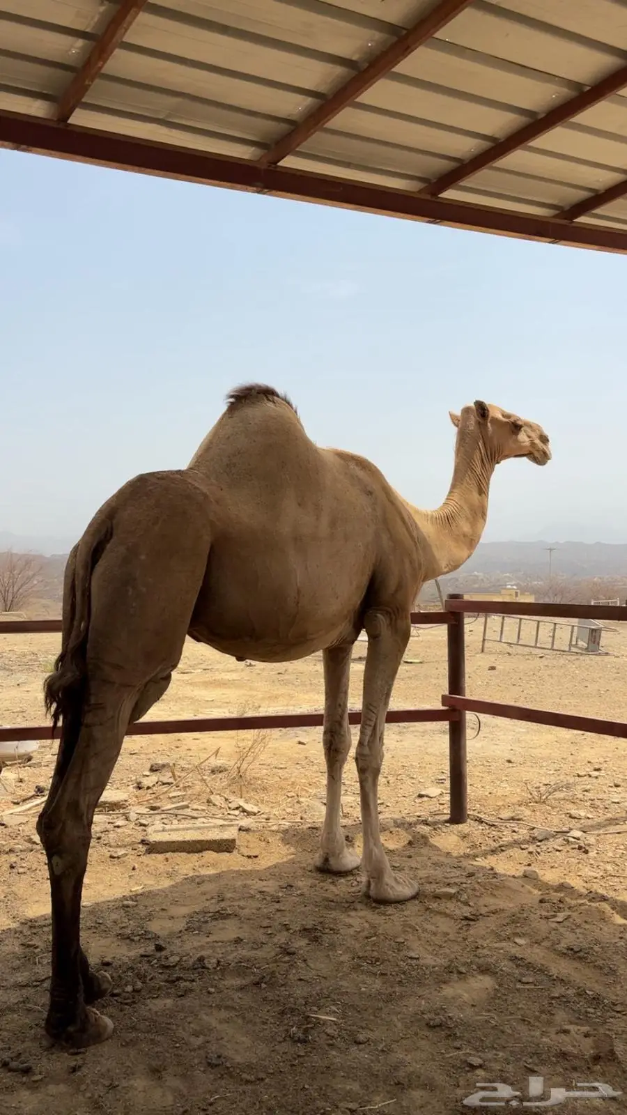 ابل اوارك للبيع جنب index