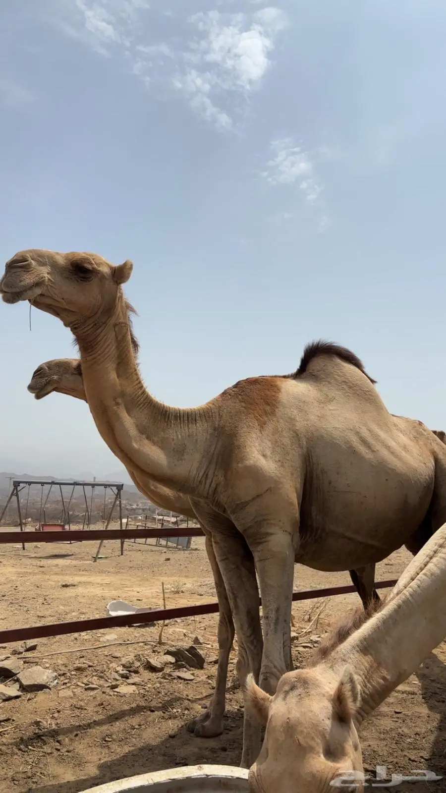 ابل اوارك للبيع جنب index