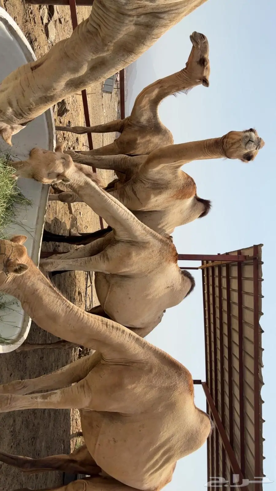 ابل اوارك للبيع جنب index