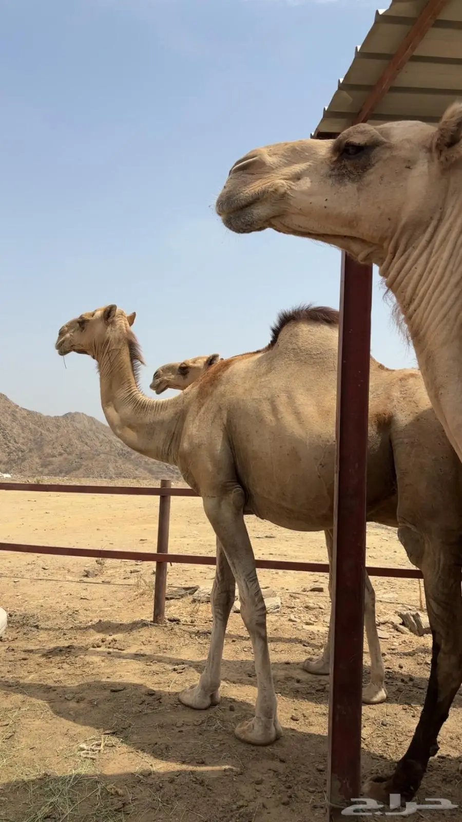 ابل اوارك للبيع جنب index