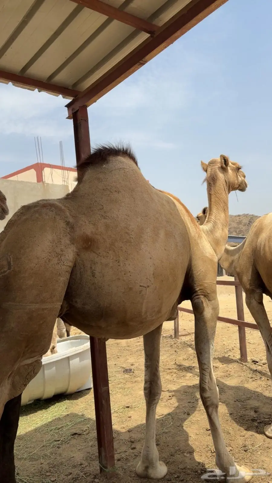 ابل اوارك للبيع جنب 9