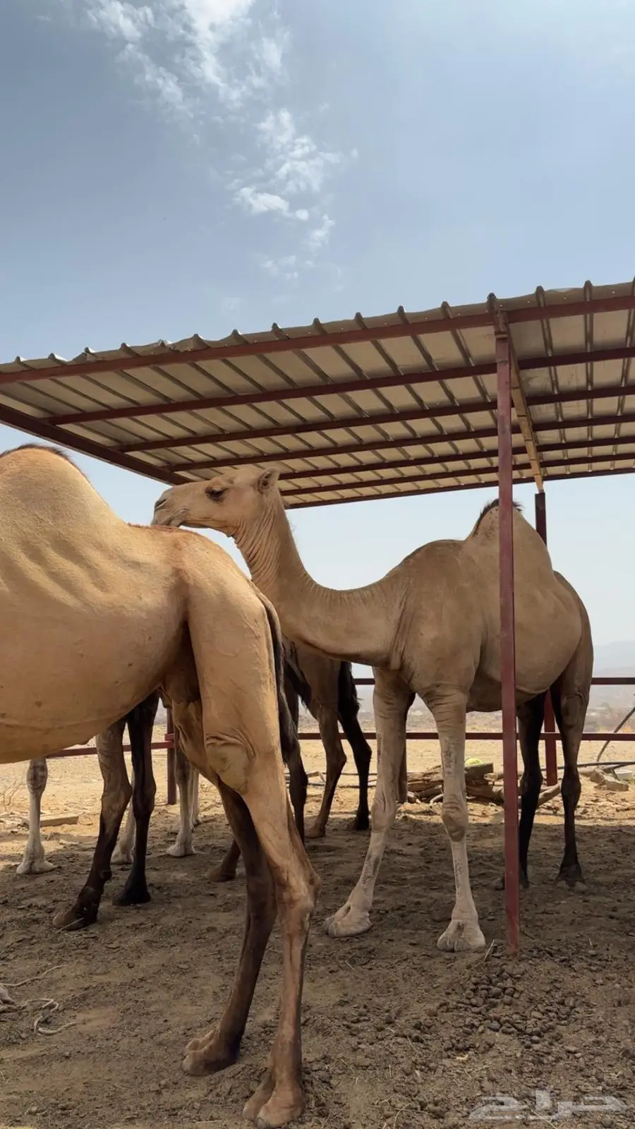 ابل اوارك للبيع جنب 15