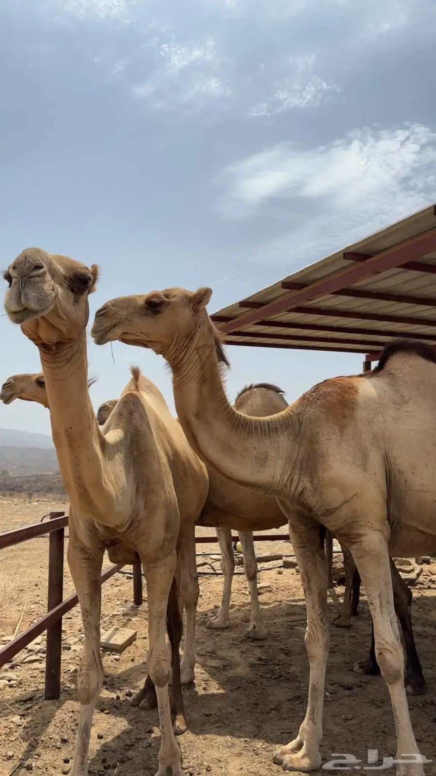ابل اوارك للبيع جنب index