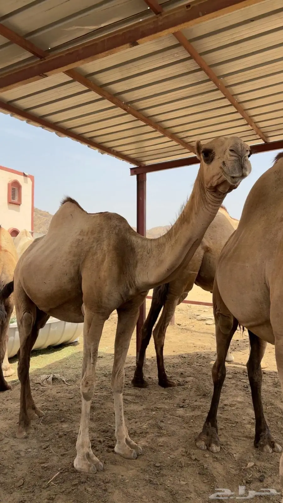 ابل اوارك للبيع جنب 17