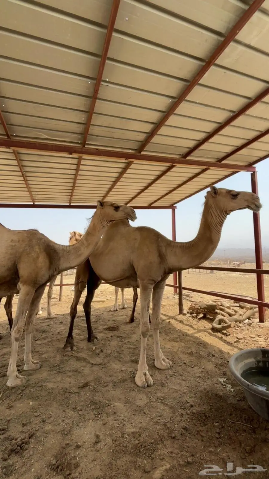 ابل اوارك للبيع جنب 16