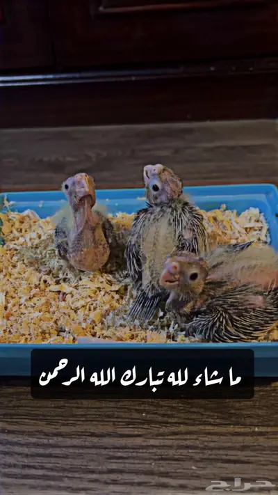 ببغاء كروان للبيع السعر 170 0