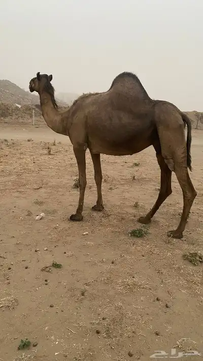 ابل ثنتين 5