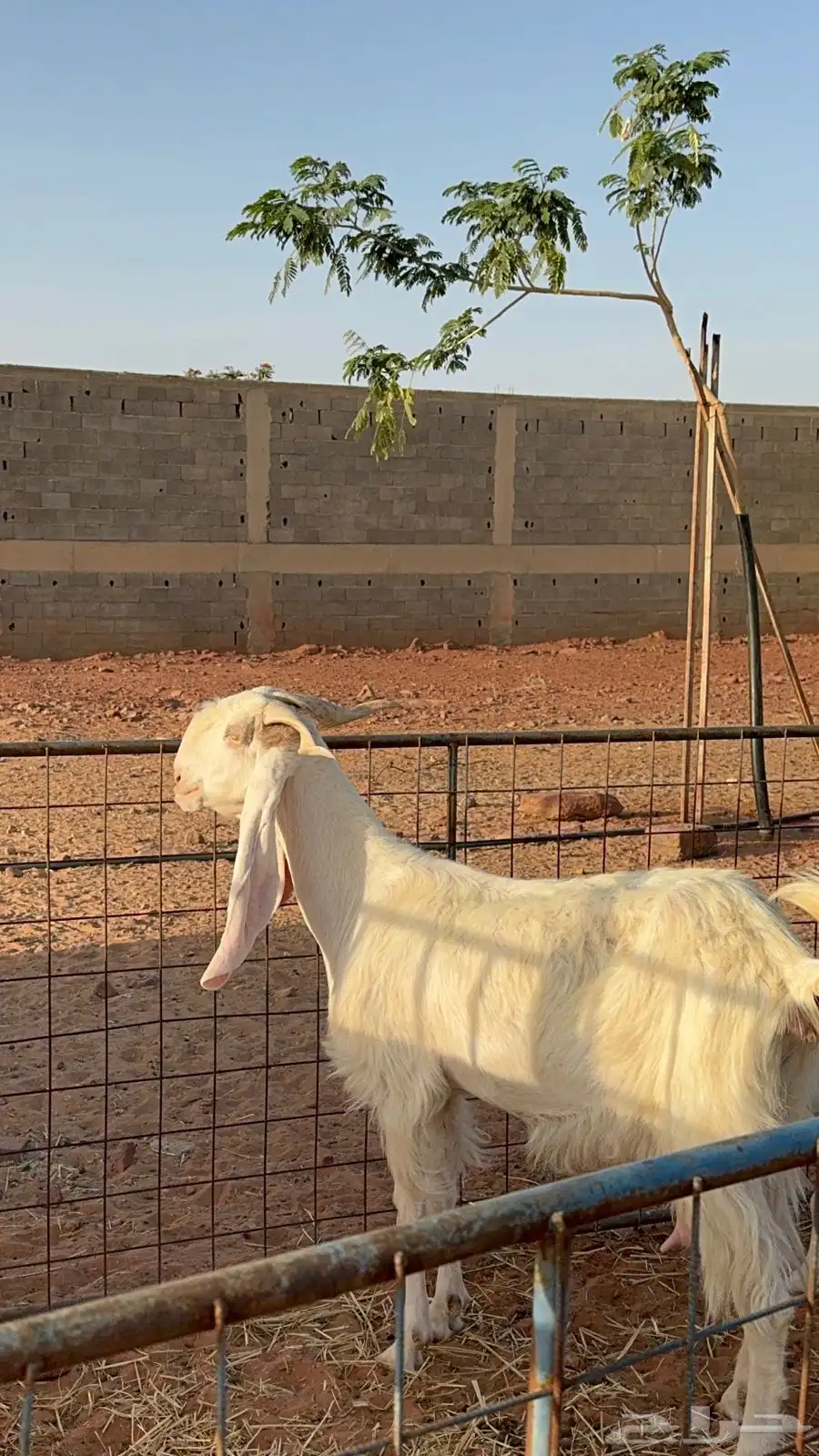 للبيع عنز والد بيضاء مشروكة 0