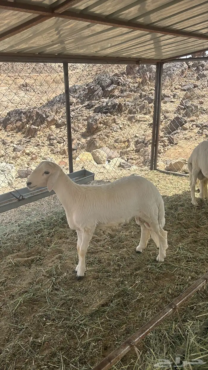 4 خرفان بر كفو وشرط 1