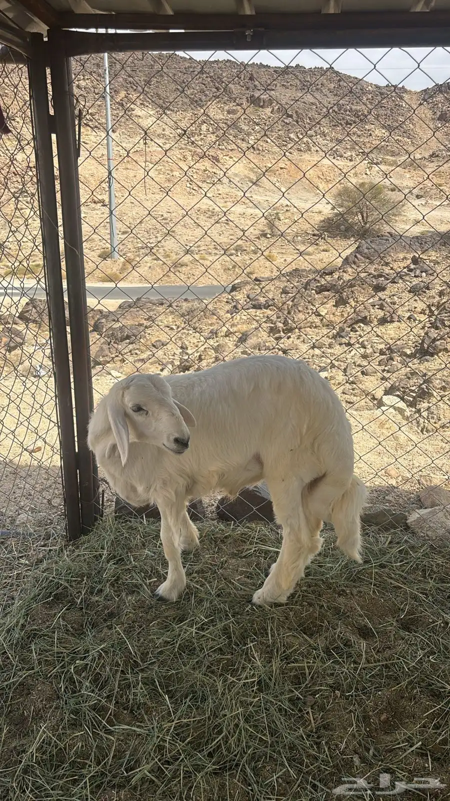 6 خرفان بر كفو وشرط 2