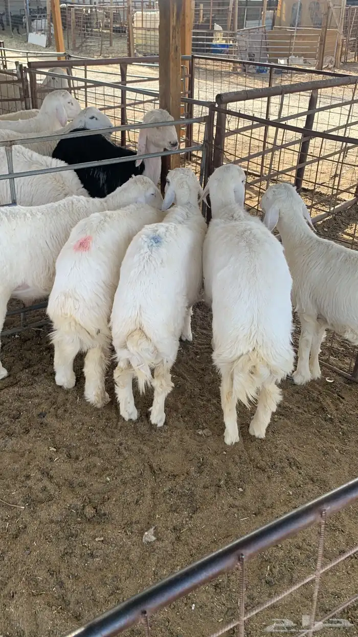ذبايح حريات جبره 0