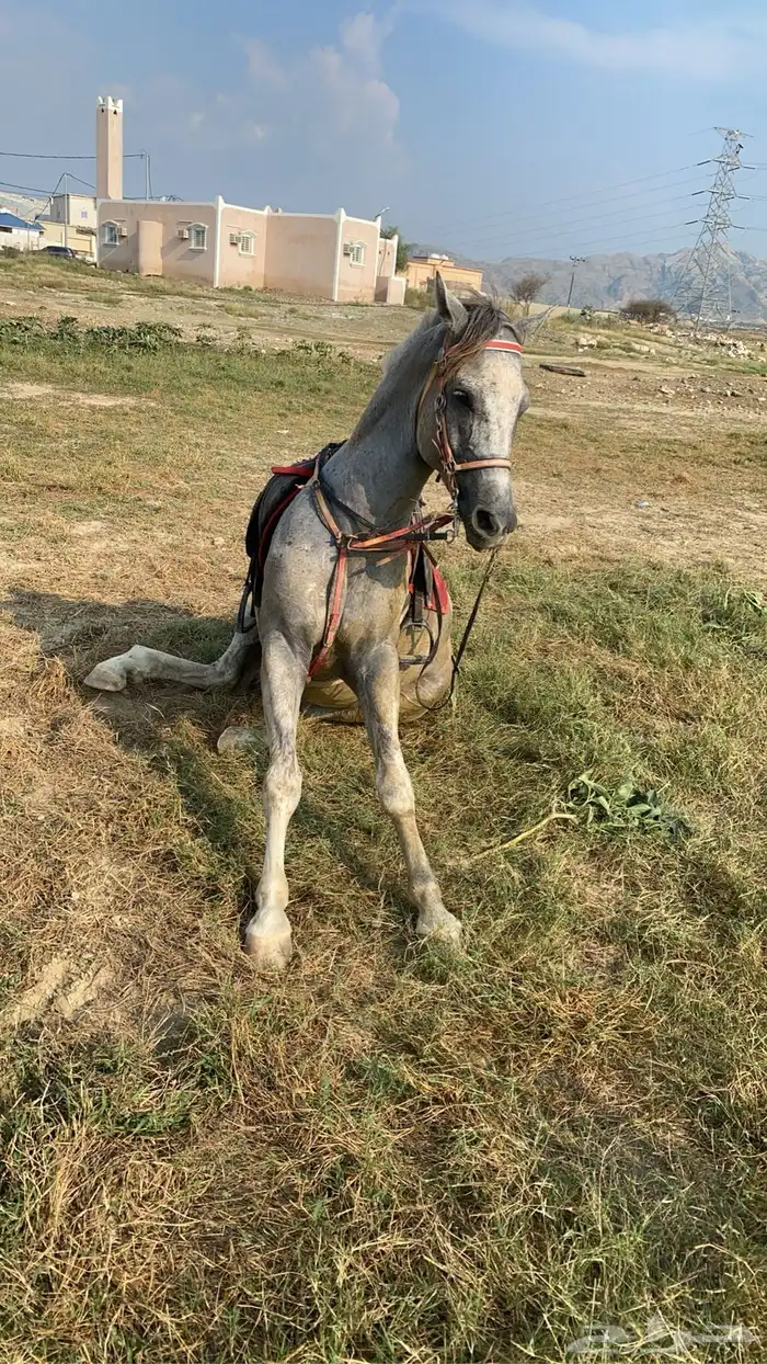 حصان 1