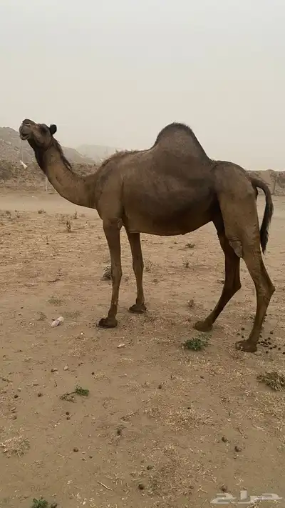 ابل ثنتين 4