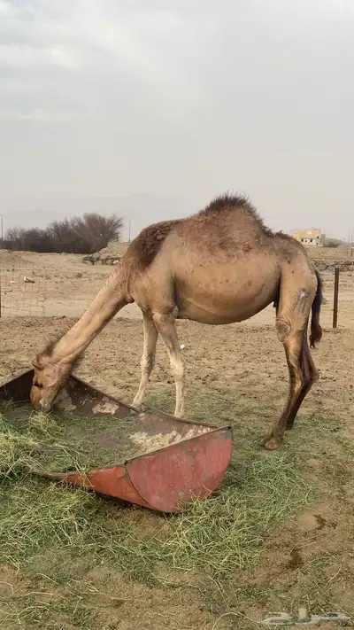 ابل ثنتين 0