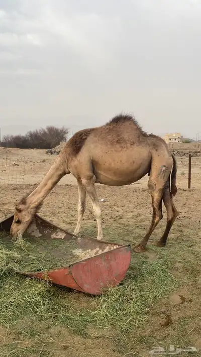 ابل ثنتين 1