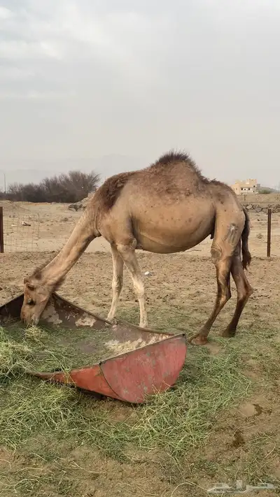 ابل ثنتين 2