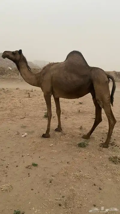 ابل ثنتين 3