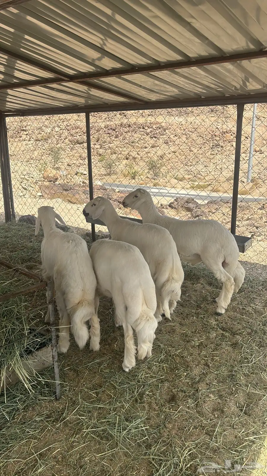 6 خرفان بر كفو وشرط 3