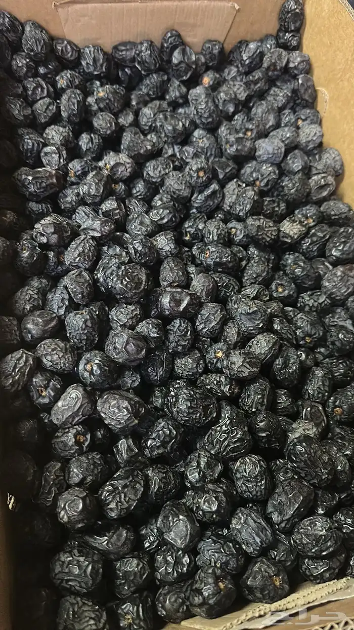 عجواء انتاج السنه هاذي 0