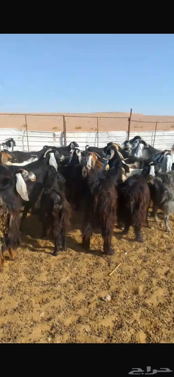ماعز عوارض ومصريات صنف مواليد ودفيع 3