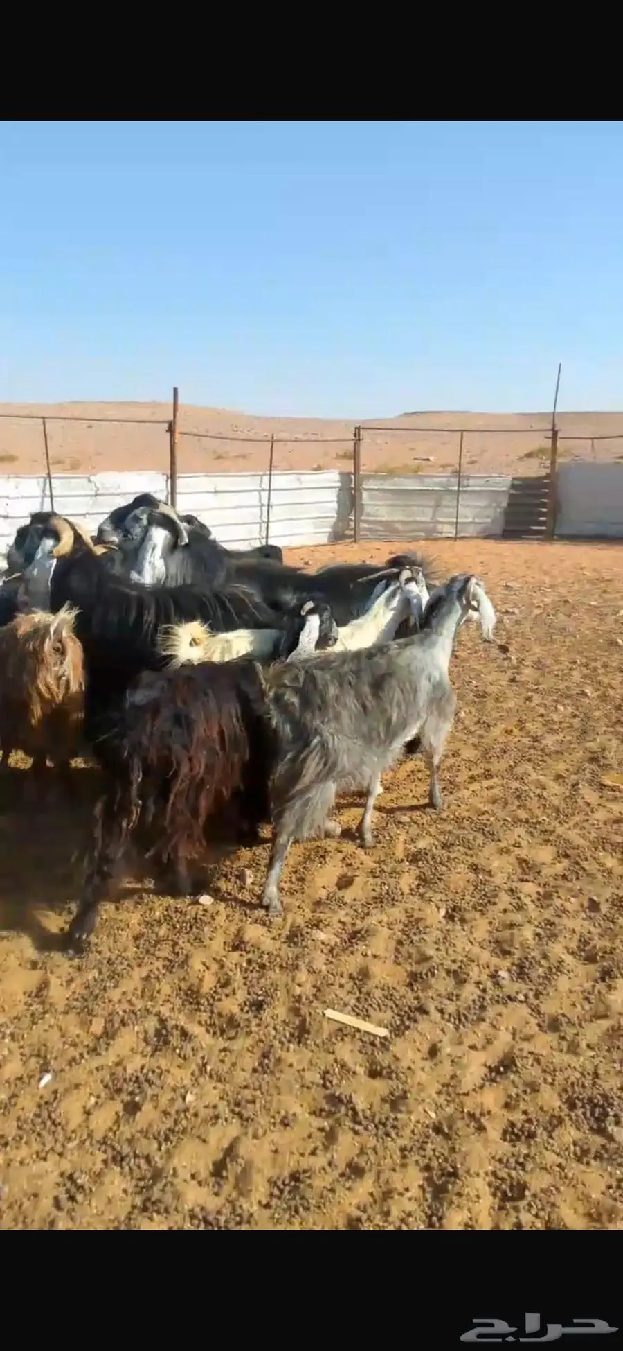 ماعز عوارض ومصريات صنف مواليد ودفيع 4