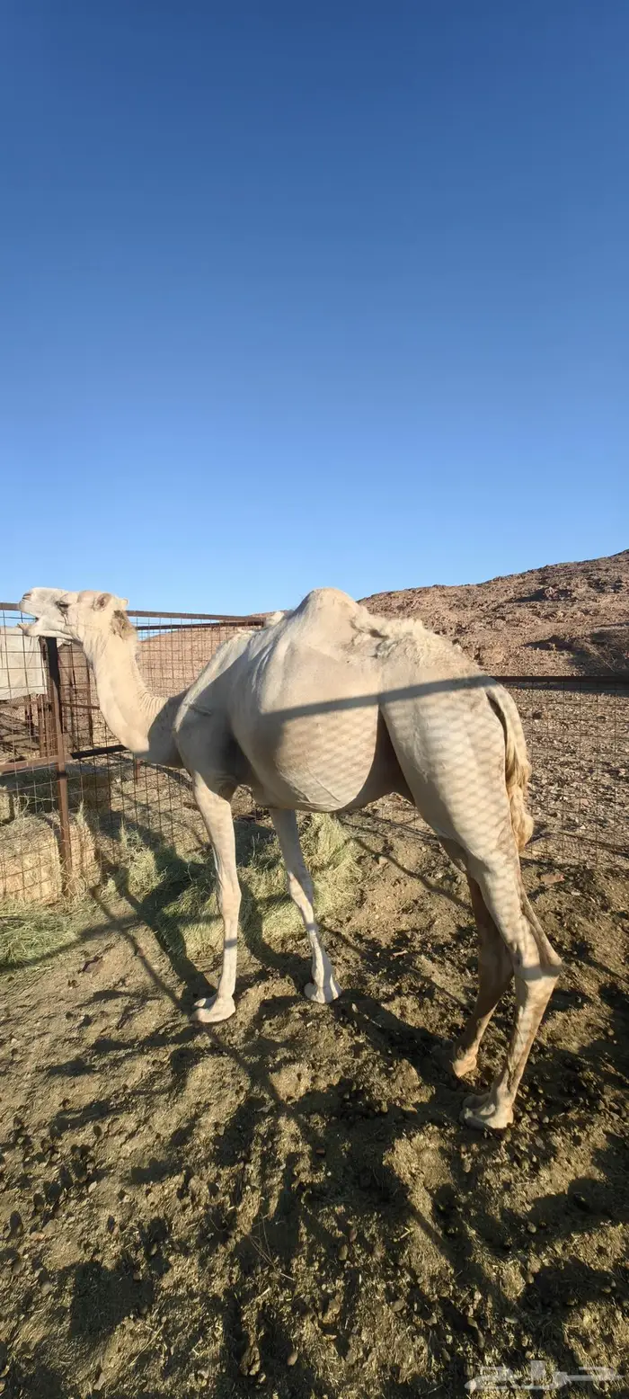الوجه 0